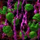 Imagen microscópica de lámina de luz renderizada en 3D de corteza renal humana / Praveen Krishnamoorthy, Bo Zhang y Sanjay Jain / HuBMAP
