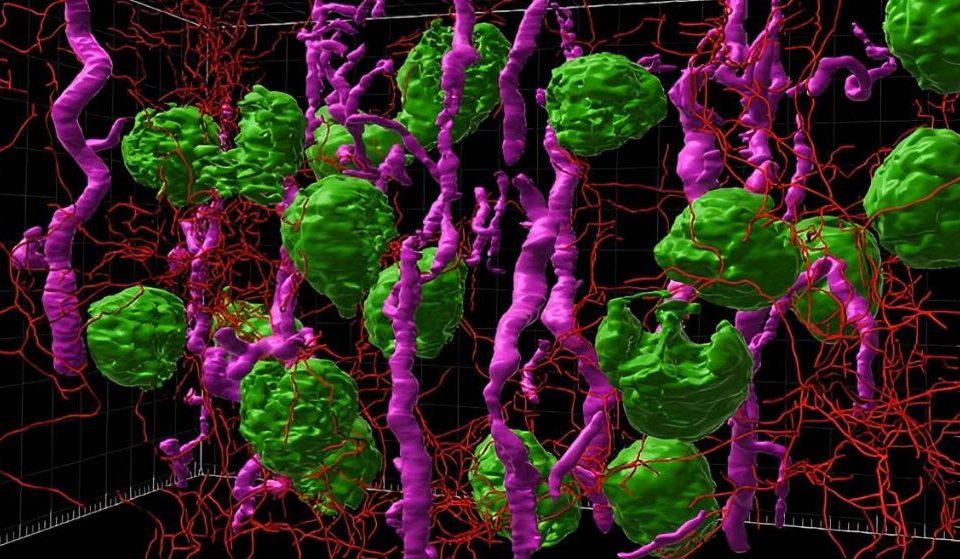 Imagen microscópica de lámina de luz renderizada en 3D de corteza renal humana / Praveen Krishnamoorthy, Bo Zhang y Sanjay Jain / HuBMAP